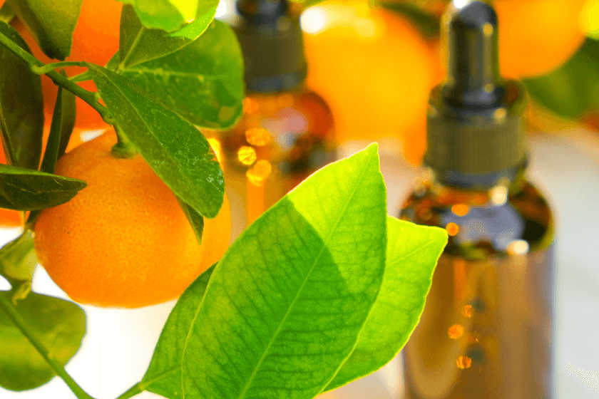polzi-ot-eterichno-maslo-ot-mandarina (5) Ползи и начин на употреба на етеричното масло от мандарина